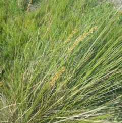 Carex appressa at Hume, ACT - 4 Nov 2016