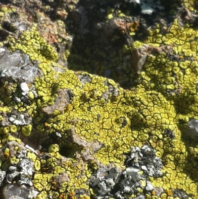 Acarospora citrina at Jerrabomberra Grassland - 4 Nov 2016 by Speedsta