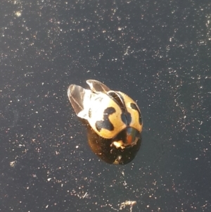 Coccinella transversalis at Hume, ACT - 4 Nov 2016