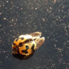 Coccinella transversalis at Hume, ACT - 4 Nov 2016 06:31 PM