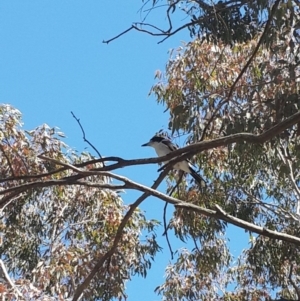 Cracticus torquatus at Pearce, ACT - 4 Nov 2016