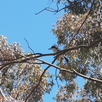 Cracticus torquatus (Grey Butcherbird) at Pearce, ACT - 4 Nov 2016 by Speedsta