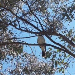 Cracticus torquatus at Pearce, ACT - 4 Nov 2016