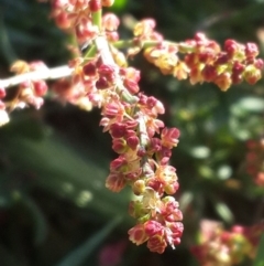 Rumex acetosella (Sheep Sorrel) at Jerrabomberra Grassland - 4 Nov 2016 by Speedsta