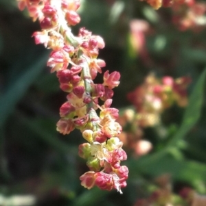 Rumex acetosella at Hume, ACT - 4 Nov 2016