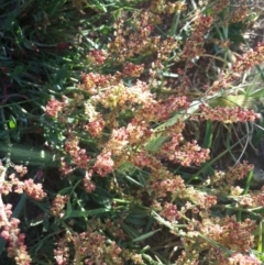 Rumex acetosella at Hume, ACT - 4 Nov 2016