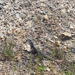 Amphibolurus muricatus at Pearce, ACT - 4 Nov 2016