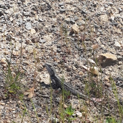 Amphibolurus muricatus (Jacky Lizard) at Pearce, ACT - 4 Nov 2016 by Speedsta