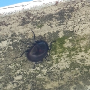 Chalcopteroides sp. (genus) at Hume, ACT - 4 Nov 2016 05:52 PM