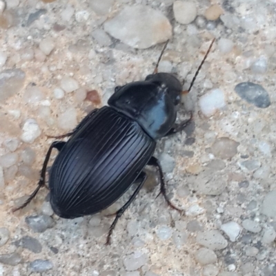 Gnathaphanus sp. (genus) (Ground beetle) at QPRC LGA - 4 Nov 2016 by Speedsta