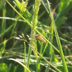 Macrotona australis (Common Macrotona Grasshopper) at Jerrabomberra Grassland - 4 Nov 2016 by Speedsta