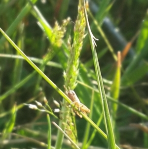 Macrotona australis at Hume, ACT - 4 Nov 2016 06:07 PM