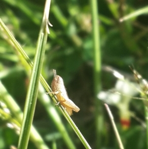 Macrotona australis at Hume, ACT - 4 Nov 2016 06:07 PM