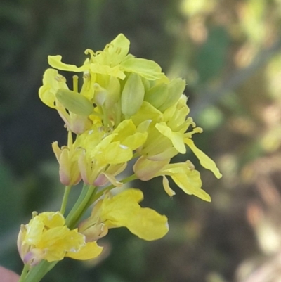 Hirschfeldia incana (Buchan Weed) at Jerrabomberra Grassland - 4 Nov 2016 by Speedsta