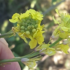 Hirschfeldia incana at Hume, ACT - 4 Nov 2016