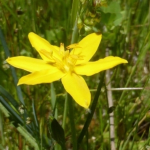 Hypoxis hygrometrica var. villosisepala at Symonston, ACT - 4 Nov 2016