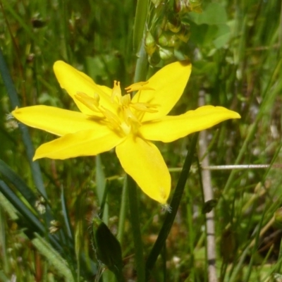 Hypoxis hygrometrica var. villosisepala (Golden Weather-grass) at Mount Mugga Mugga - 4 Nov 2016 by Mike