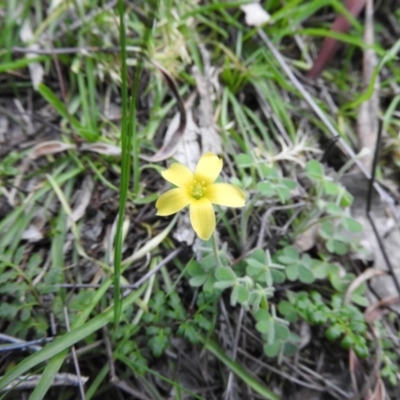 Oxalis sp. (Wood Sorrel) at Burrinjuck Nature Reserve - 28 Sep 2016 by RyuCallaway