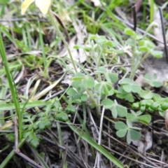 Oxalis sp. at Burrinjuck, NSW - 28 Sep 2016 12:38 PM