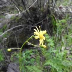 Senecio (genus) (A Fireweed) at Burrinjuck, NSW - 28 Sep 2016 by ArcherCallaway