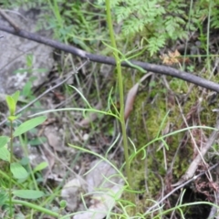 Senecio sp. at Burrinjuck, NSW - 28 Sep 2016