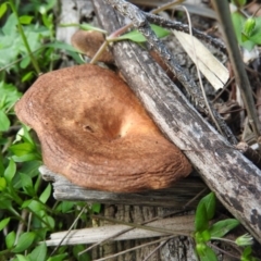 Lentinus arcularius (Fringed Polypore) at Burrinjuck Nature Reserve - 28 Sep 2016 by RyuCallaway