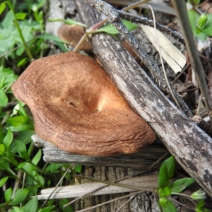 Lentinus arcularius at Burrinjuck, NSW - 28 Sep 2016 01:27 PM