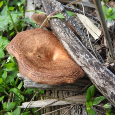 Lentinus arcularius (Fringed Polypore) at Burrinjuck Nature Reserve - 28 Sep 2016 by RyuCallaway