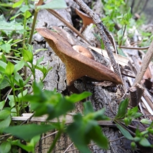 Lentinus arcularius at Burrinjuck, NSW - 28 Sep 2016 01:27 PM