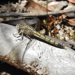 Orthetrum caledonicum at Paddys River, ACT - 4 Nov 2016