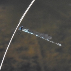 Austrolestes leda (Wandering Ringtail) at Tidbinbilla Nature Reserve - 4 Nov 2016 by JohnBundock