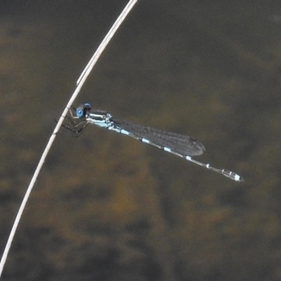 Austrolestes leda (Wandering Ringtail) at Tidbinbilla Nature Reserve - 4 Nov 2016 by JohnBundock