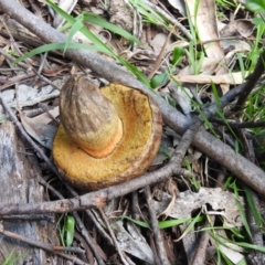 zz bolete at Burrinjuck Nature Reserve - 28 Sep 2016 by RyuCallaway