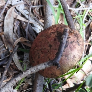 zz bolete at Burrinjuck, NSW - 28 Sep 2016