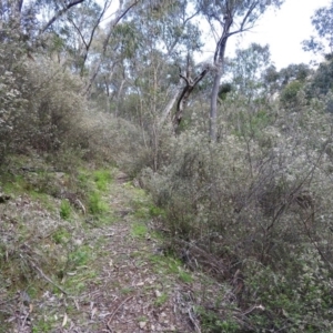 Spyridium parvifolium at Burrinjuck, NSW - 28 Sep 2016 01:56 PM