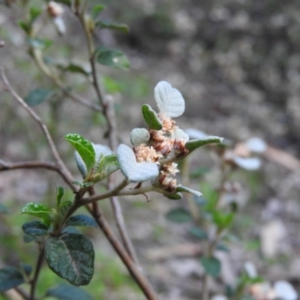 Spyridium parvifolium at Burrinjuck, NSW - 28 Sep 2016