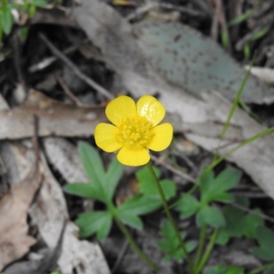 Ranunculus lappaceus (Australian Buttercup) at Burrinjuck Nature Reserve - 28 Sep 2016 by ArcherCallaway