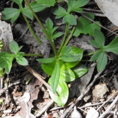 Ranunculus lappaceus at Burrinjuck, NSW - 28 Sep 2016