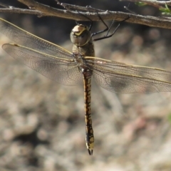 Anax papuensis (Australian Emperor) at Tharwa, ACT - 8 Mar 2015 by JohnBundock