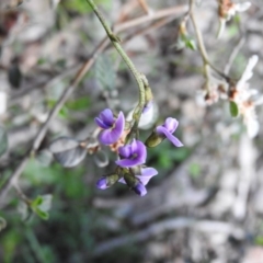 Glycine clandestina (Twining Glycine) at Burrinjuck Nature Reserve - 28 Sep 2016 by RyuCallaway