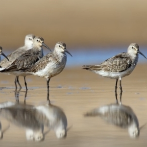 Calidris ferruginea at Mogareeka, NSW - 3 Nov 2016 08:38 AM