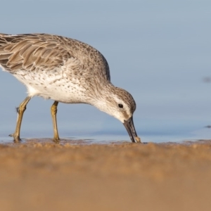 Calidris canutus at Mogareeka, NSW - 4 Nov 2016 07:45 AM
