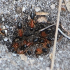 Camponotus nigriceps (Black-headed sugar ant) at Tathra, NSW - 9 Oct 2012 by KerryVance