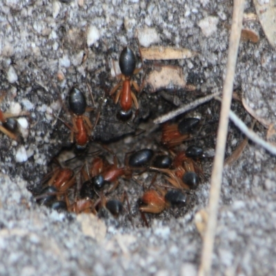 Camponotus nigriceps (Black-headed sugar ant) at Tathra, NSW - 9 Oct 2012 by KerryVance