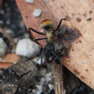 Polyrhachis ammon at Tathra, NSW - 29 Dec 2013