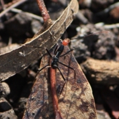 Leptomyrmex erythrocephalus (Spider ant) at Tathra, NSW - 20 Apr 2013 by KerryVance