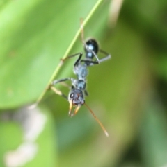 Myrmecia tarsata (Bull ant or Bulldog ant) at Tathra, NSW - 7 May 2012 by KerryVance