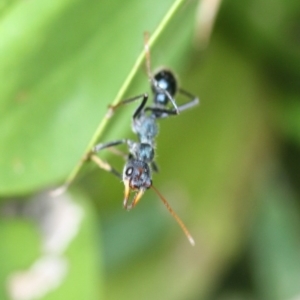 Myrmecia tarsata at Tathra, NSW - 7 May 2012