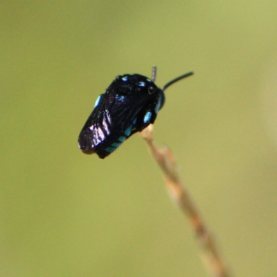 Thyreus nitidulus (Neon cuckoo bee) at Tathra Public School - 4 Feb 2013 by KerryVance