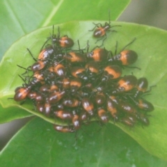 Oncopeltus (Oncopeltus) sordidus (Milk vine bug) at Tathra, NSW - 30 Dec 2008 by KerryVance